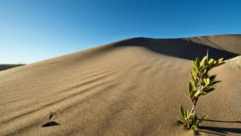 Getty Images A plant with thick light green leaves springing in a dune near Lüderitz