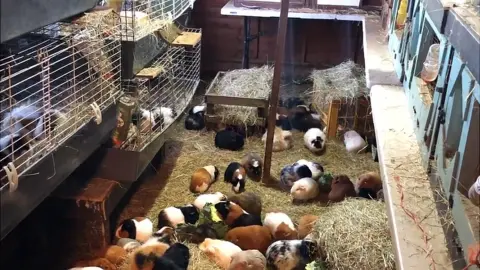 BBC Guinea pigs