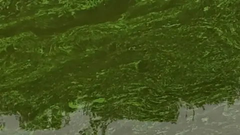PA Media A image showing a green layer of algae on the surface of a body of water.
