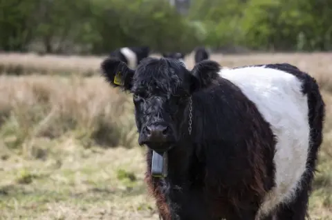 Mike Bolam Cattle