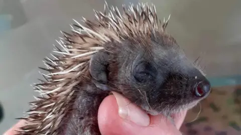 Hoglet