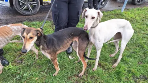 Cambridgeshire Police Three slim-built dogs on leads - one light brown and white, one black and brown and one white are seen standing on grass.