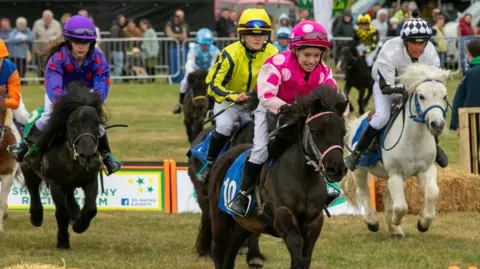 South Suffolk Agricultural Association Children racing their Shetland ponies across the grass. There are signs and bales in the background. The children are wearing a variety of coloured jockeys' silks.
