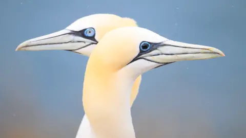 Ron Macdonald Gannets at Troup Head