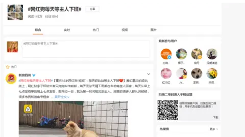 SINA WEIBO #CelebrityDogEverydayWaitsForOwnerToFinishWork