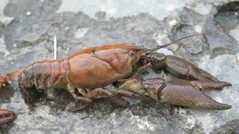 David Gerke White-clawed crayfish