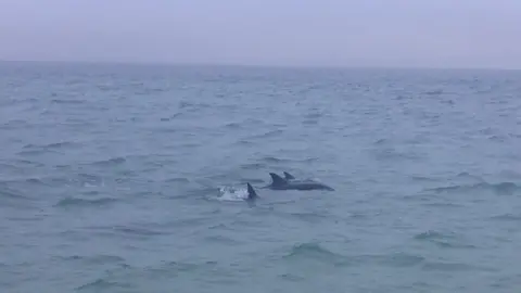 British Divers Marine Life Rescue Dolphins