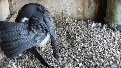 Leicester Peregrines Peregrine