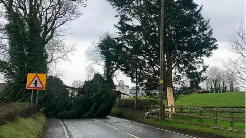 Stephen Coulter Another tree fell near the County Down village of Donacloney