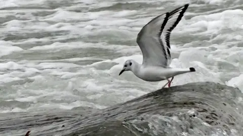 Mark Lawlor Bonaparte's Gull