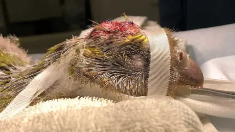 Massey University The kakapo chick is seen after its life-saving surgery