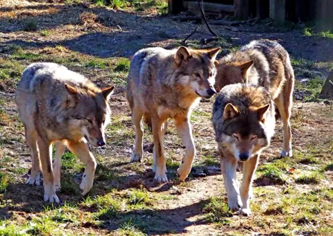 Leisure and Culture Dundee Wolf pack