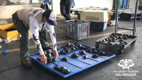 Aeropuerto Ecológico de Galápagos A man puts tortoises seized during a search at an airport on a tray