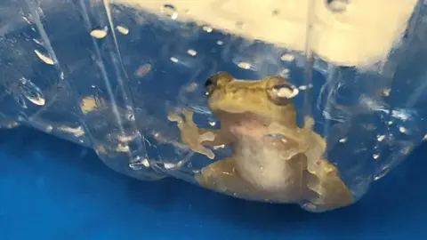 Heswall Primary School Tiny frog in plastic container