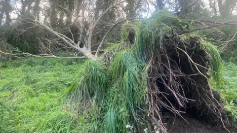 Jersey Water Fallen tree