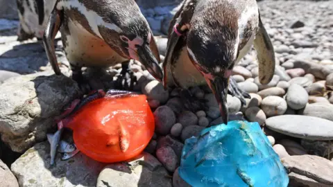 PA Media Penguins at West Midlands Safari Park cool off with mackerel flavoured ice