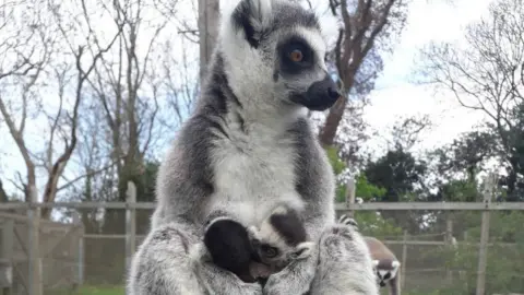 Curraghs Wildlife Park Ring-tailed lemur with two babies