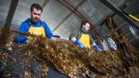 Nathalie Bertrams Seaweed being processed at The Seaweed Company's Irish facility
