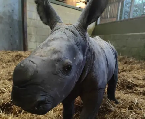 PA/Zoological Society of East Anglia The white rhino calf