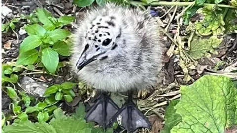 Justin King Baby seagull