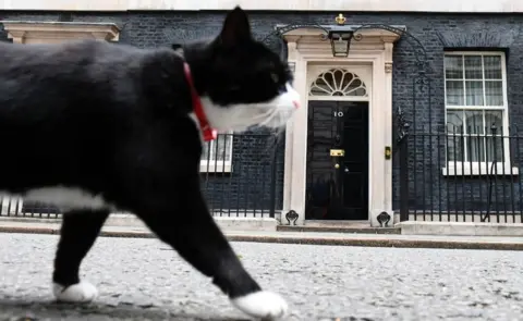 Getty Images Palmerston the cat