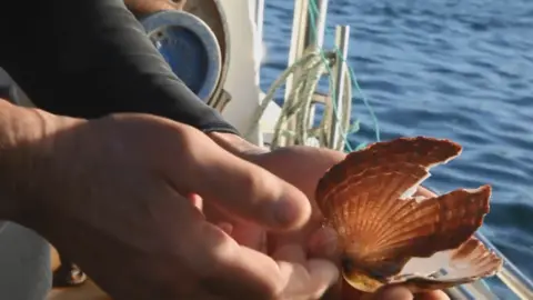 Open Seas broken scallop shell