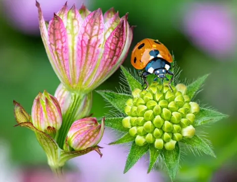 Jennifer Spittle Loveheart Ladybird by Jennifer Spittle