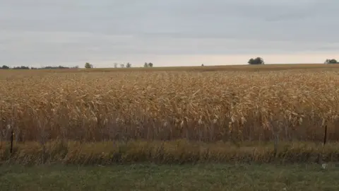 BBC North Dakota corn field