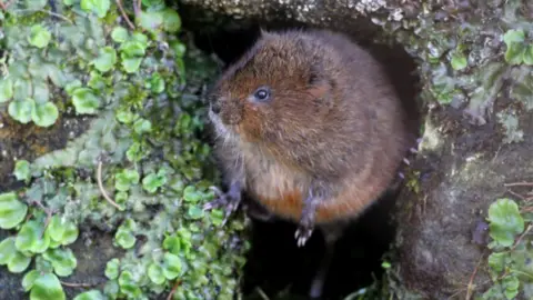 Margaret Holland A water vole