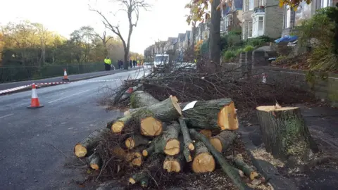 PA Media Trees trunks and branches in Rustlings Road, Sheffield