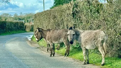 New Forest Explorer  MONDAY - Fritham