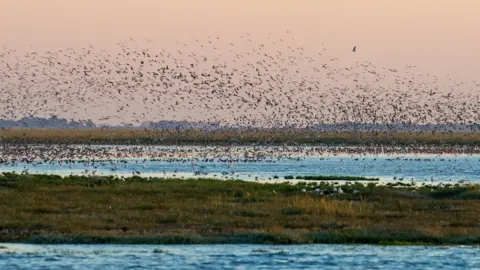 Phill Gwilliam Norfolk wader flock on the Wash