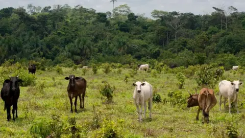 Getty Images farming