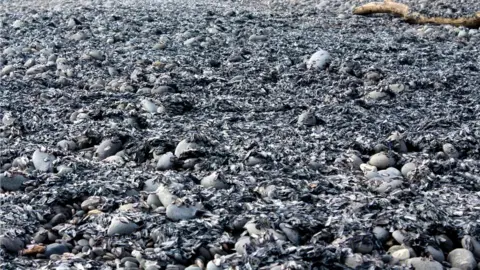 Greymouth Star By-the-wind sailors washed up on the beach