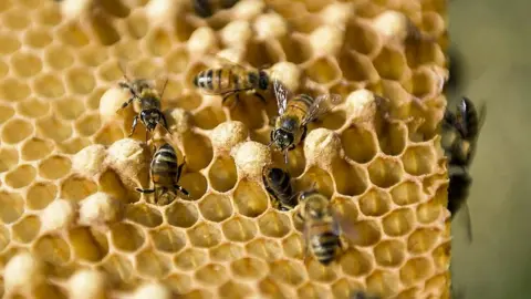 Getty Images Honey bees