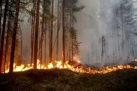 Getty Images Wildfire in Karbole, Sweden, 15 July 2018