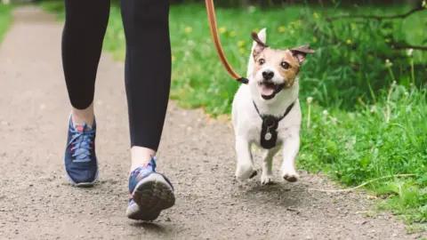 Getty Images Jack Russell on lead