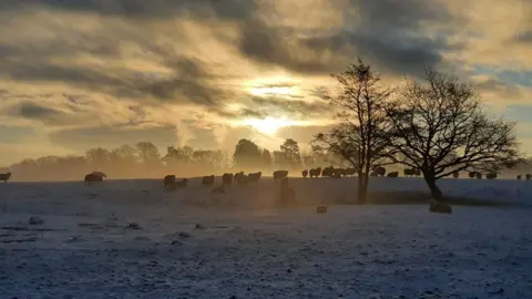 Anwen Brown Sheep in a snowy field in Pontarddulais, Swansea