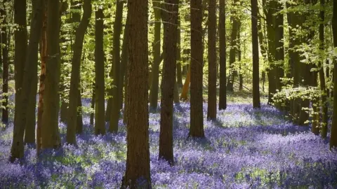 A carpet of bluebills in a wood in Hertfordshire