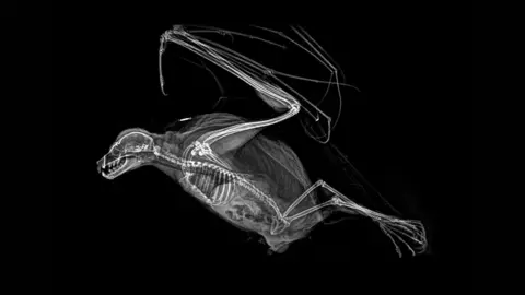 Oregon Zoo X-ray of Rodrigues flying fox