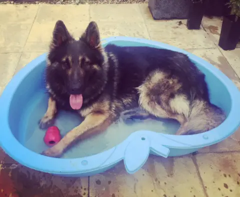 BCH Police Dogs  Dog in a pool of water