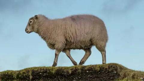 Getty Images A lamb