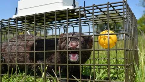 Waterlife Recovery Trust Mink caught in a 'smart trap'