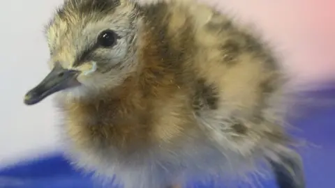 A head-started godwit chick