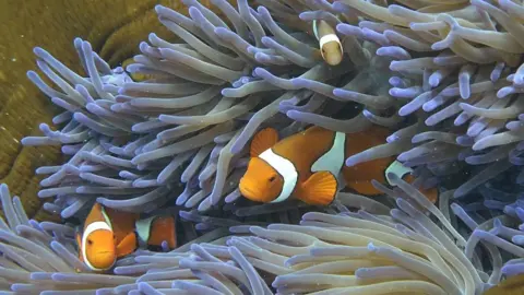 AFP/Getty Clown fish swimming among the coral on the Great Barrier Reef