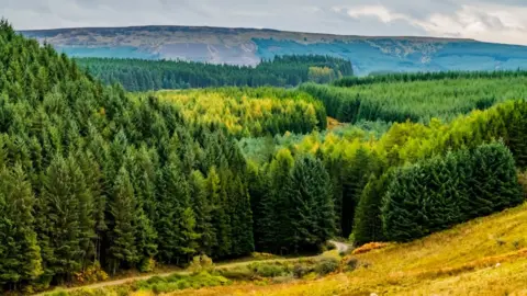 Getty Images Bonchester Bridge, Hawick, Scottish Borders, UK. 12th October 2018. Looking south east from Hyndlee across Wauchope Forest into Kielder and the Anglo Scottish Border.