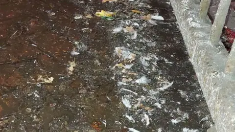 UGC Pigeon feathers on pavement