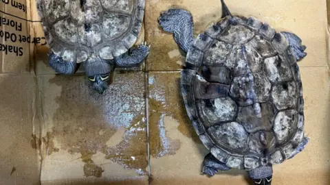 Turtle dies after pair dumped in Dudley pub's skip