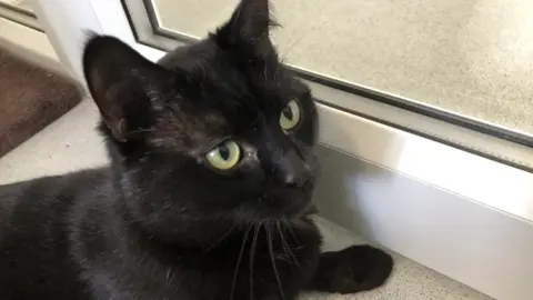 RSPCA black cat