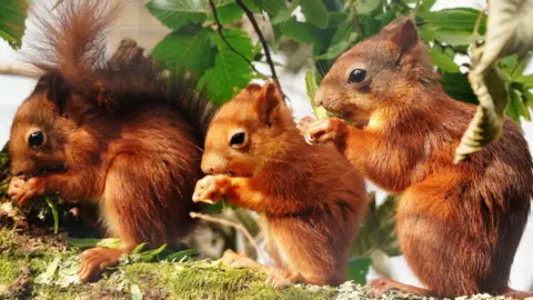 Longleat Safari Park Baby red squirrels